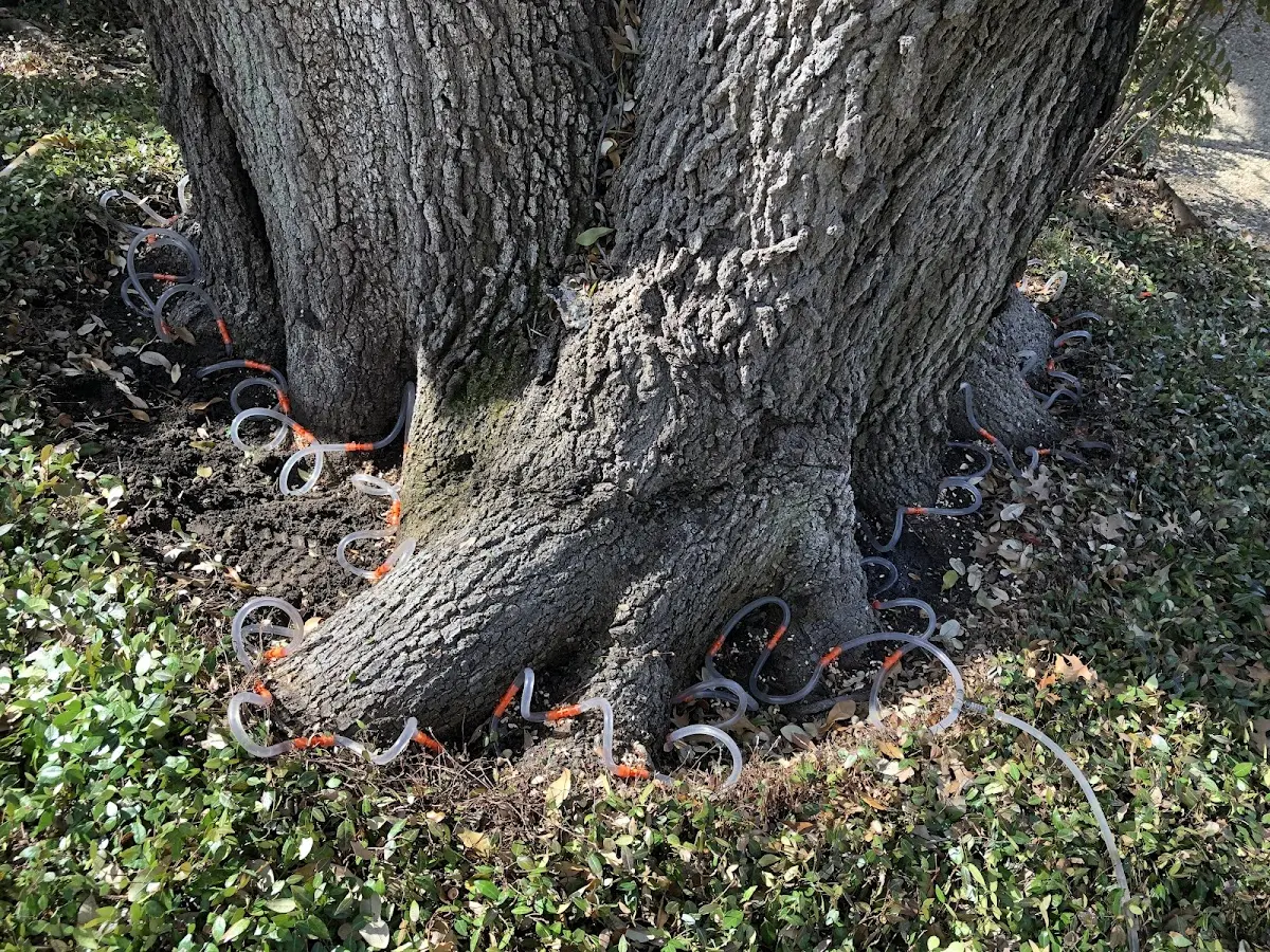 Detailed Tree Cabling and Bracing job site in Safford