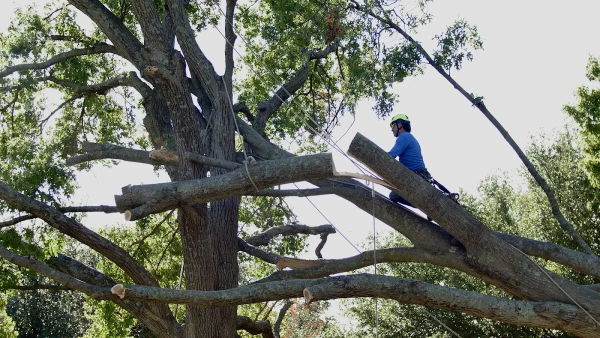 Professional Crown Thinning performed by certified arborists in Safford