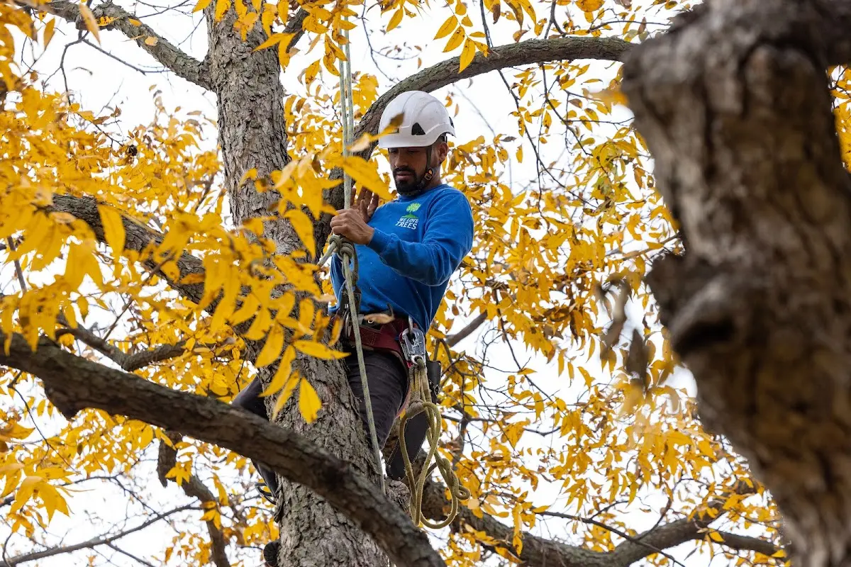 Skilled Tree Pruning crew working in Safford